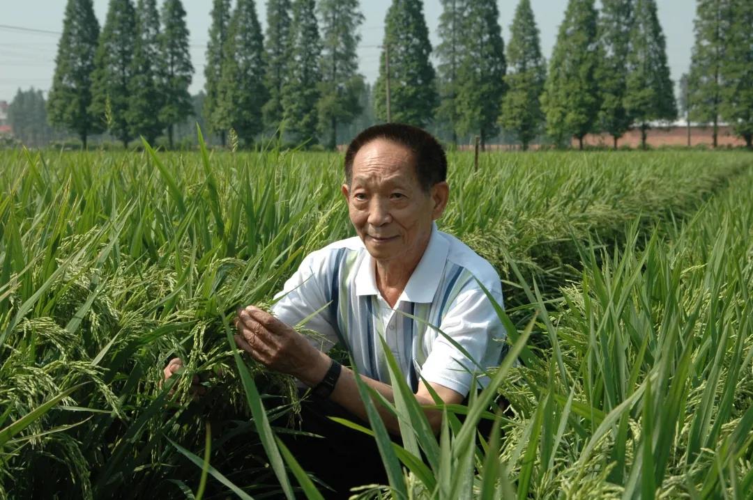 55年前，袁隆平這個"叛逆"結(jié)論，跨過"禁區(qū)"